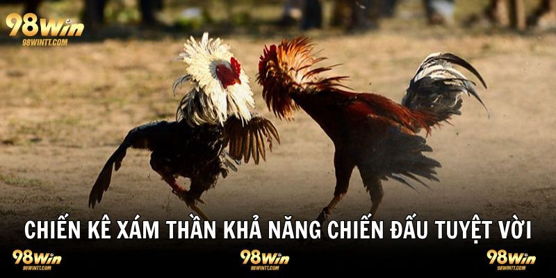 Chiến kê thần xám sở hữu khả năng chiến đấu tuyệt vời