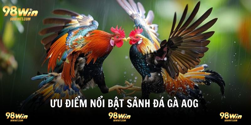 Ưu điểm nổi trội sảnh gà AGO mang lại